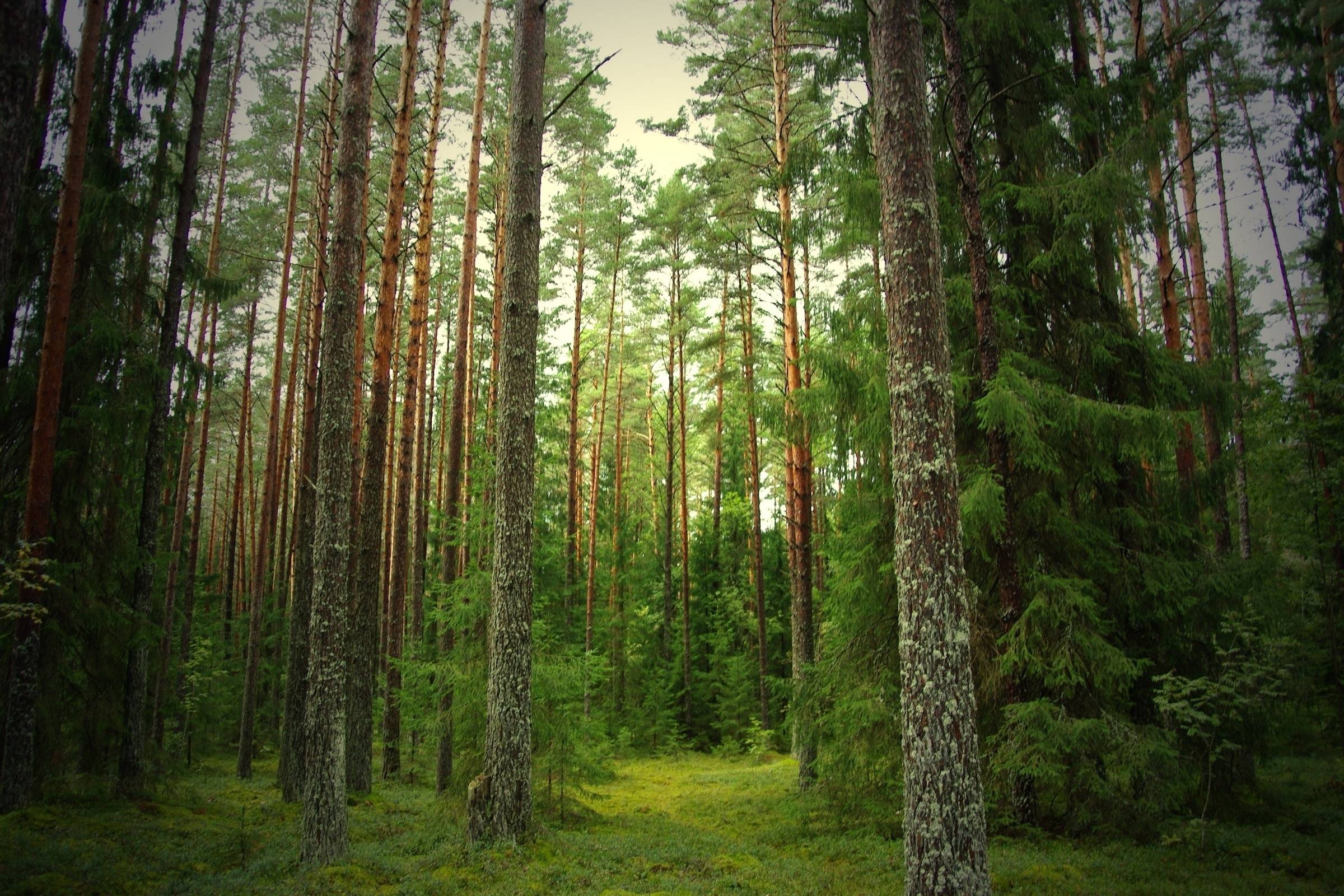 Summer tree in the forest